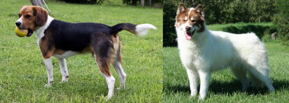 Canadian Eskimo Dog vs Beaglier - Breed Comparison