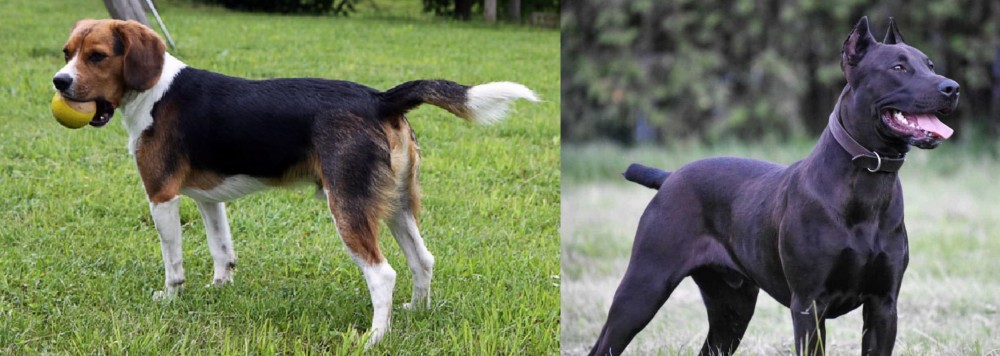 Canis Panther vs Beaglier - Breed Comparison