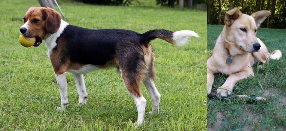 Carolina Dog vs Beaglier - Breed Comparison