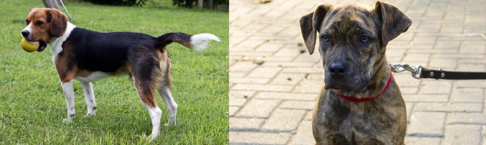 Catahoula Bulldog vs Beaglier - Breed Comparison