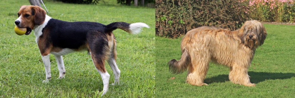 Catalan Sheepdog vs Beaglier - Breed Comparison