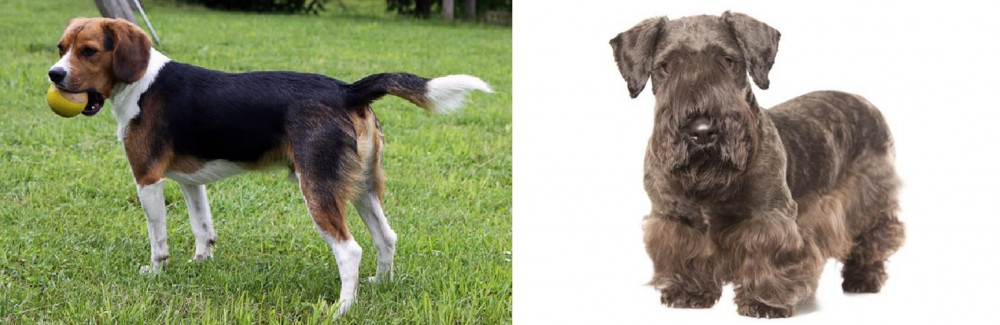 Cesky Terrier vs Beaglier - Breed Comparison