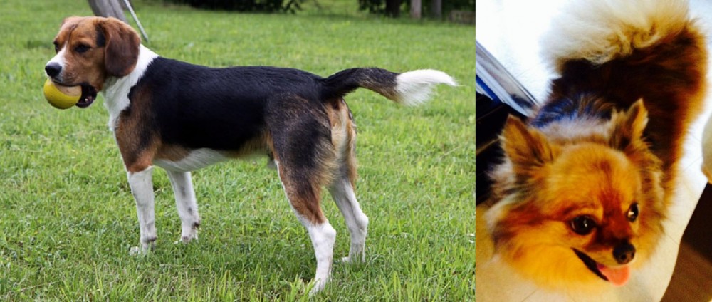 Chiapom vs Beaglier - Breed Comparison