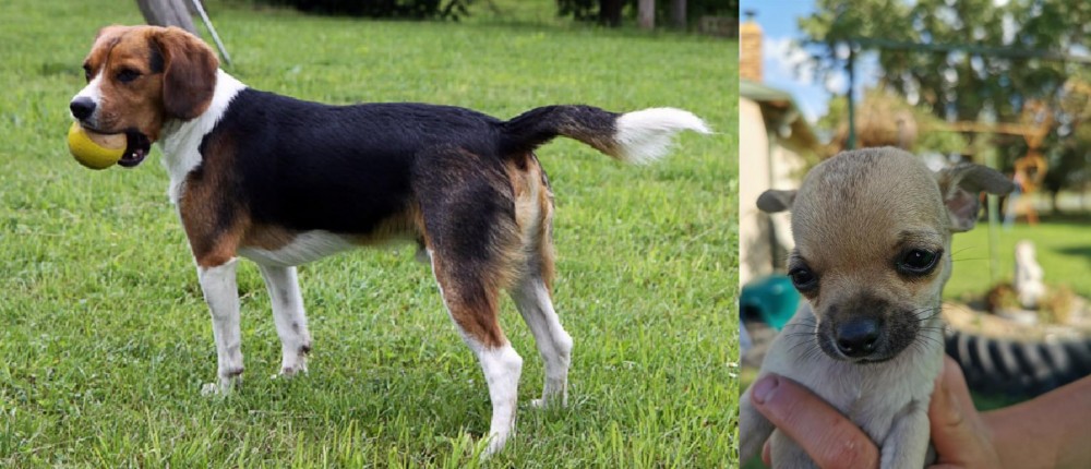 Chihuahua vs Beaglier - Breed Comparison