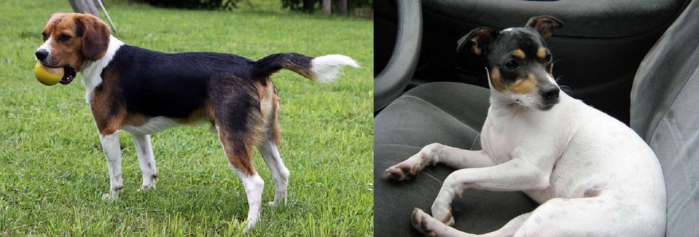 Chilean Fox Terrier vs Beaglier - Breed Comparison