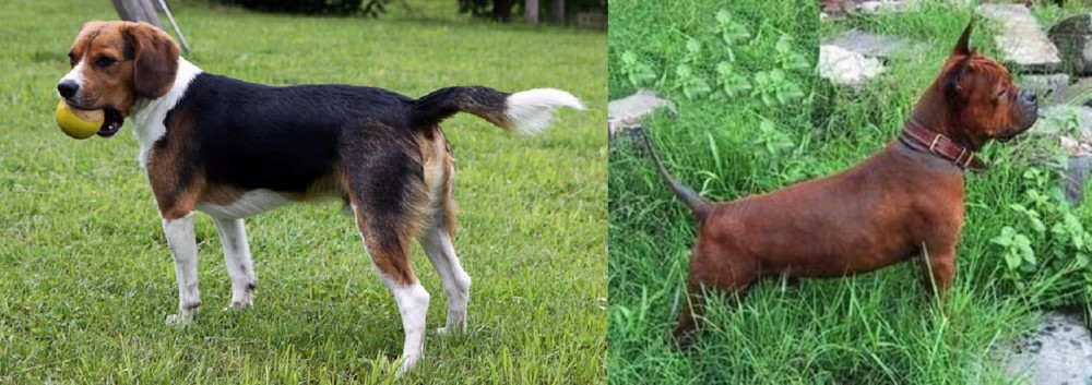 Chinese Chongqing Dog vs Beaglier - Breed Comparison