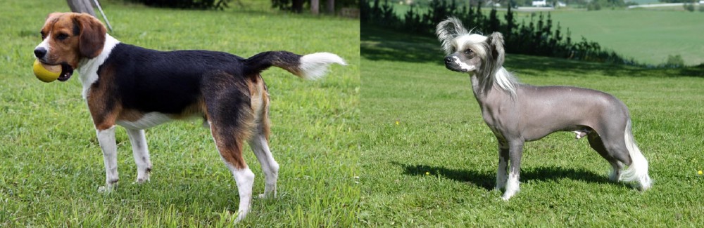 Chinese Crested Dog vs Beaglier - Breed Comparison