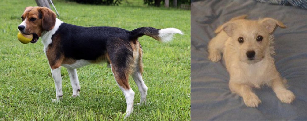 Chipoo vs Beaglier - Breed Comparison