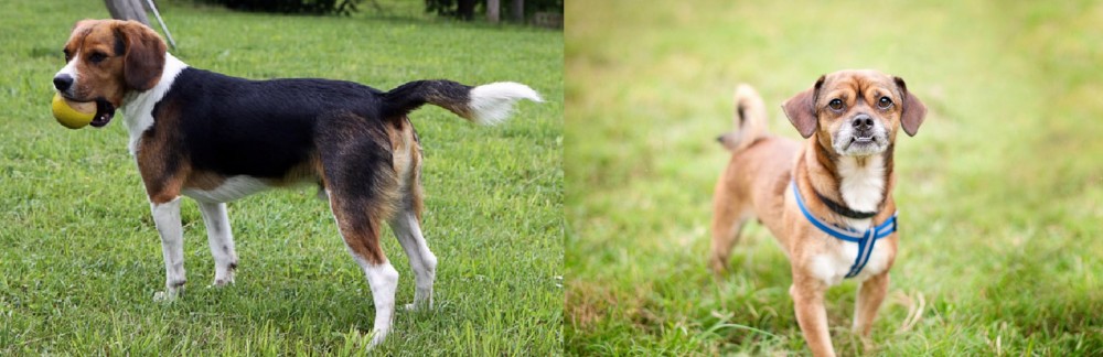 Chug vs Beaglier - Breed Comparison