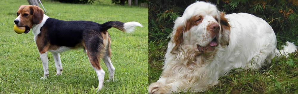 Clumber Spaniel vs Beaglier - Breed Comparison