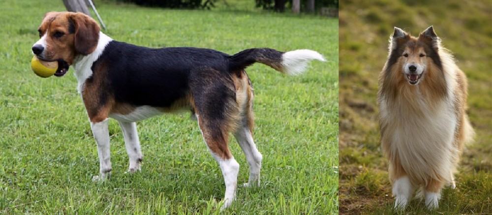 Collie vs Beaglier - Breed Comparison