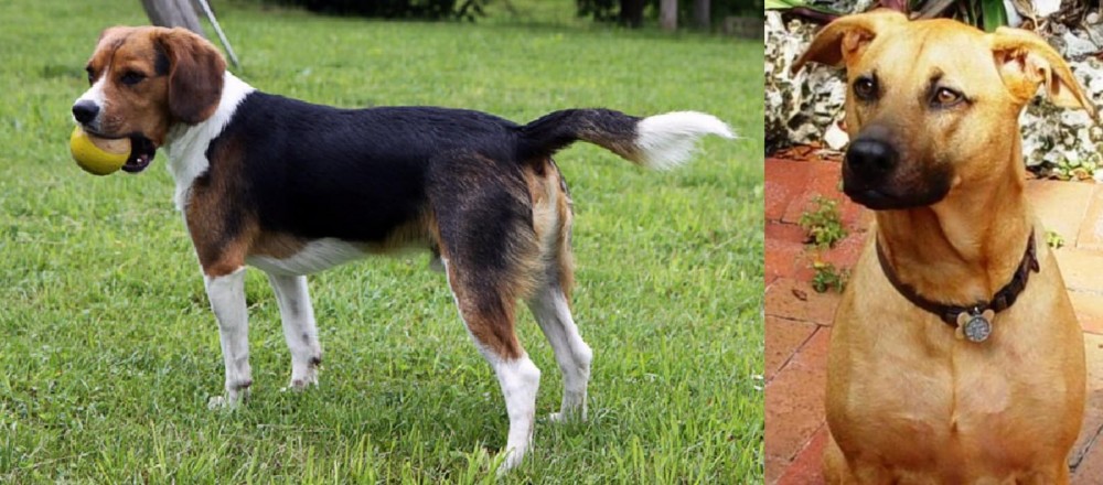Combai vs Beaglier - Breed Comparison