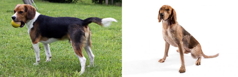 Coonhound vs Beaglier - Breed Comparison