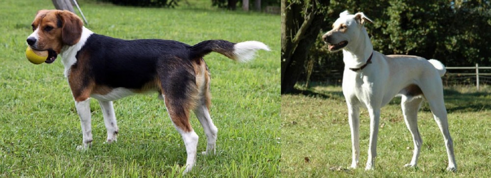 Cretan Hound vs Beaglier - Breed Comparison