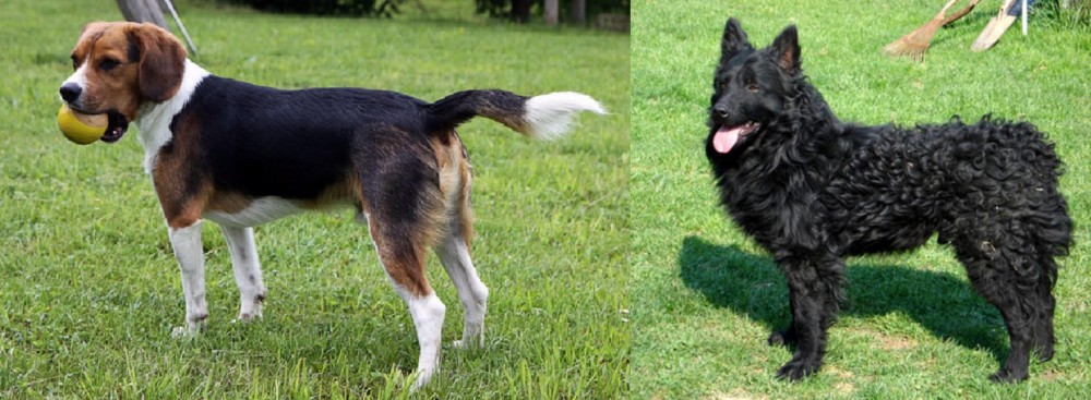 Croatian Sheepdog vs Beaglier - Breed Comparison