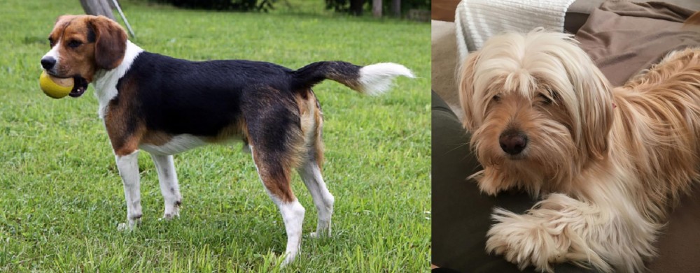Cyprus Poodle vs Beaglier - Breed Comparison