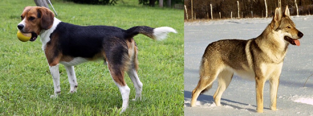 Czechoslovakian Wolfdog vs Beaglier - Breed Comparison