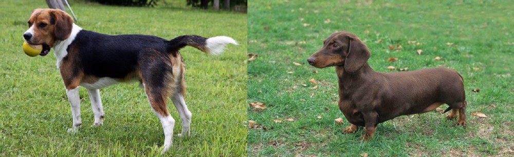 Dachshund vs Beaglier - Breed Comparison