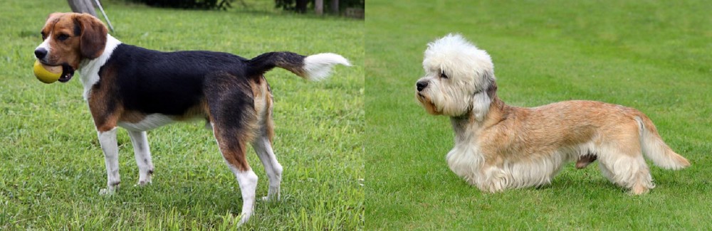 Dandie Dinmont Terrier vs Beaglier - Breed Comparison