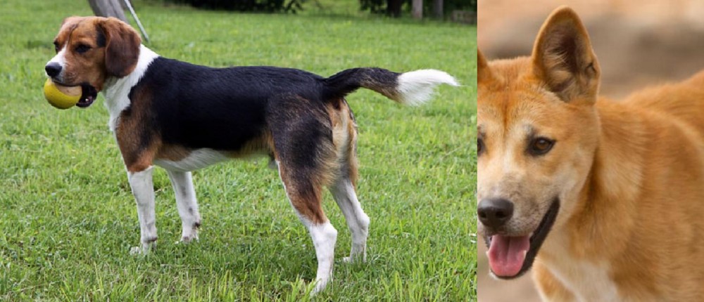Dingo vs Beaglier - Breed Comparison