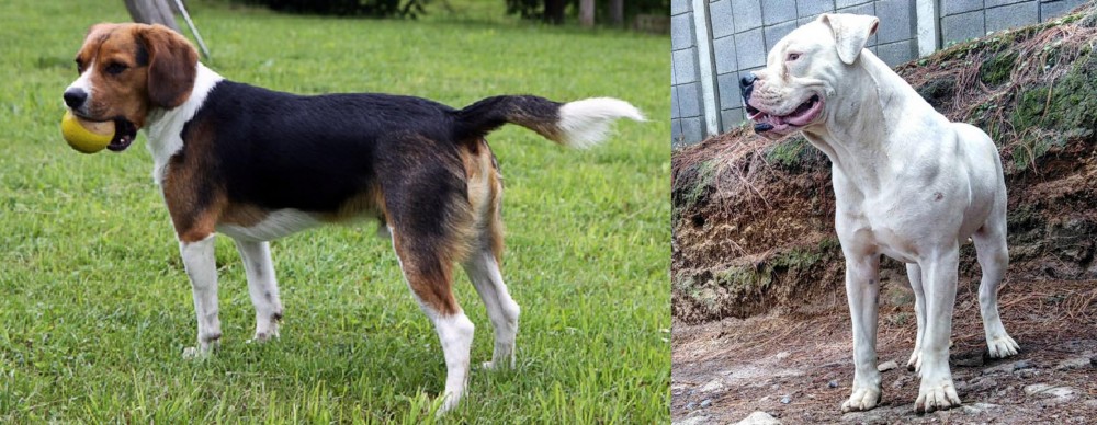 Dogo Guatemalteco vs Beaglier - Breed Comparison