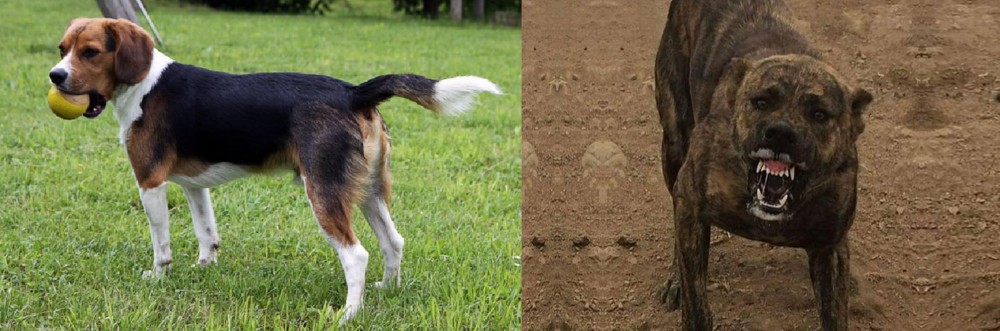 Dogo Sardesco vs Beaglier - Breed Comparison