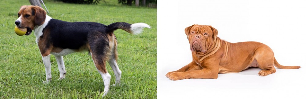 Dogue De Bordeaux vs Beaglier - Breed Comparison