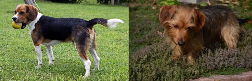 Dorkie vs Beaglier - Breed Comparison