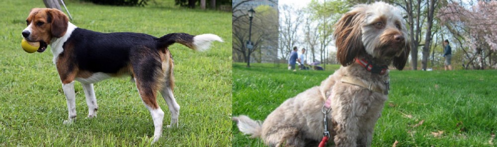 Doxiepoo vs Beaglier - Breed Comparison