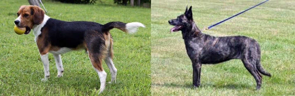 Dutch Shepherd vs Beaglier - Breed Comparison