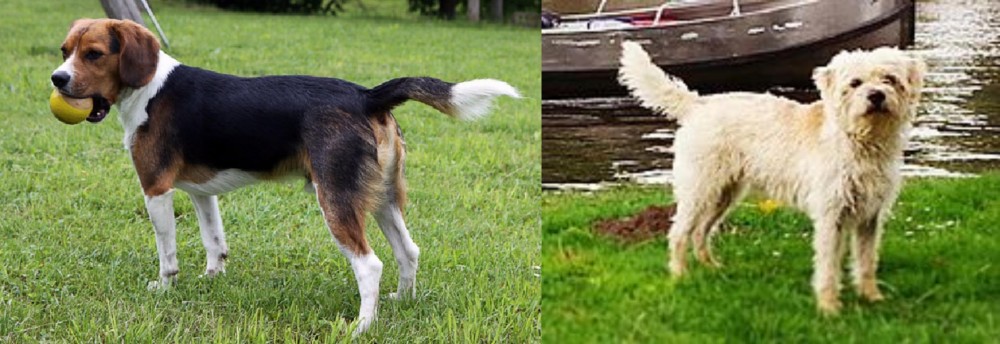 Dutch Smoushond vs Beaglier - Breed Comparison