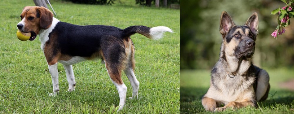 East European Shepherd vs Beaglier - Breed Comparison