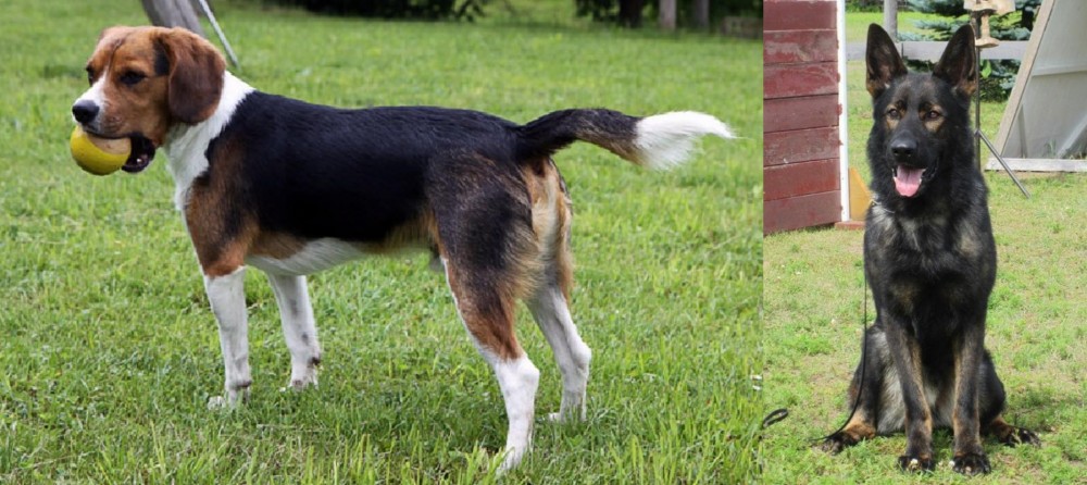 East German Shepherd vs Beaglier - Breed Comparison