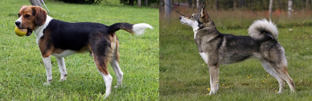 East Siberian Laika vs Beaglier - Breed Comparison