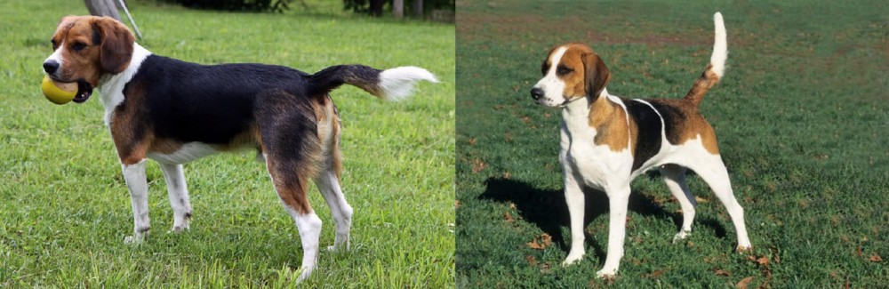 English Foxhound vs Beaglier - Breed Comparison