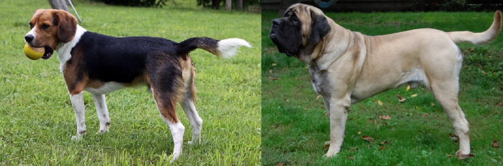 English Mastiff vs Beaglier - Breed Comparison