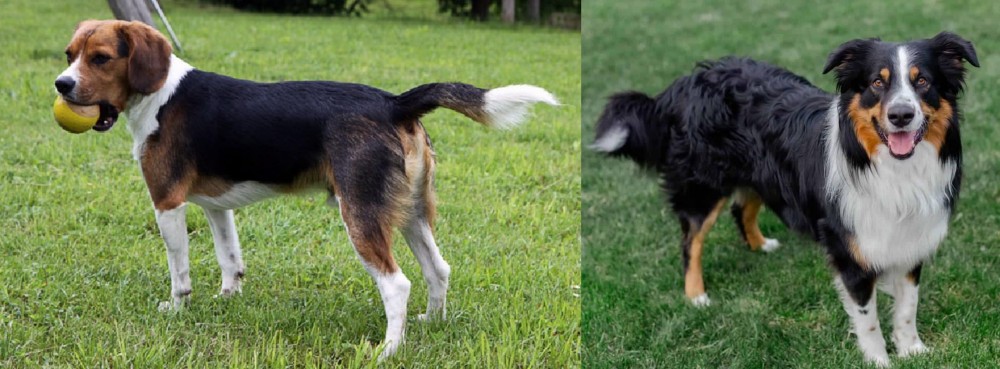 English Shepherd vs Beaglier - Breed Comparison