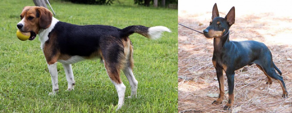 English Toy Terrier (Black & Tan) vs Beaglier - Breed Comparison