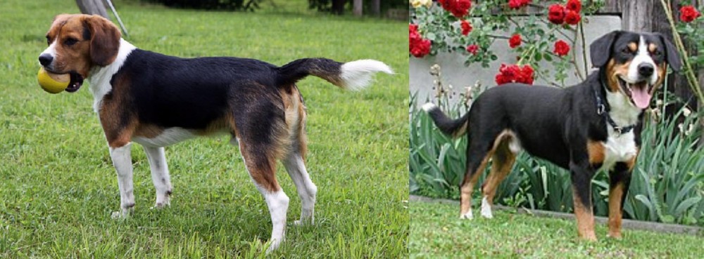 Entlebucher Mountain Dog vs Beaglier - Breed Comparison