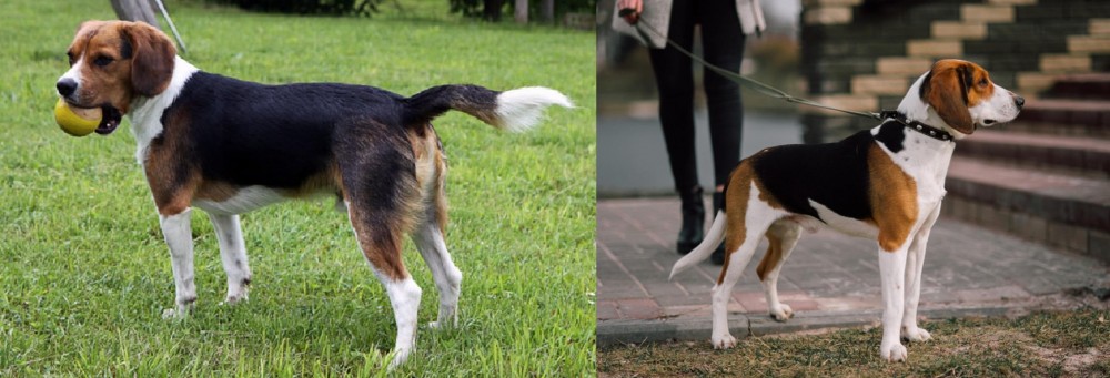 Estonian Hound vs Beaglier - Breed Comparison