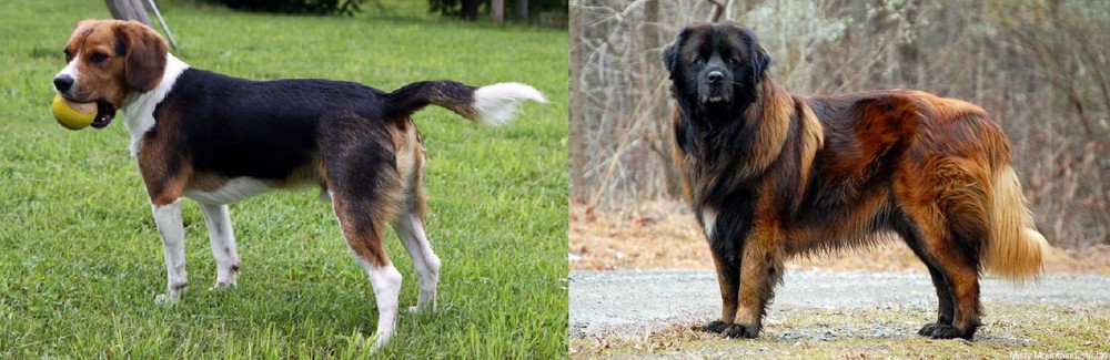 Estrela Mountain Dog vs Beaglier - Breed Comparison