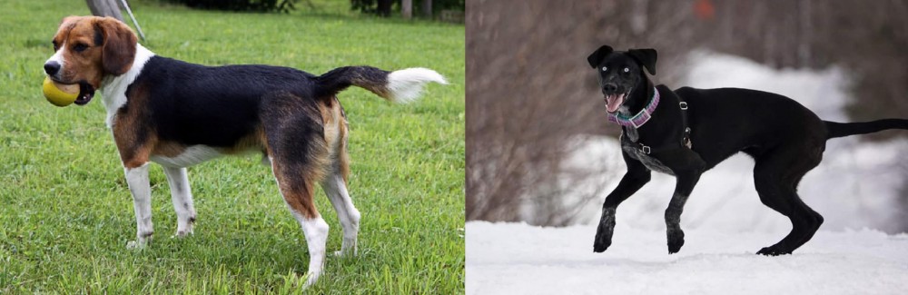 Eurohound vs Beaglier - Breed Comparison