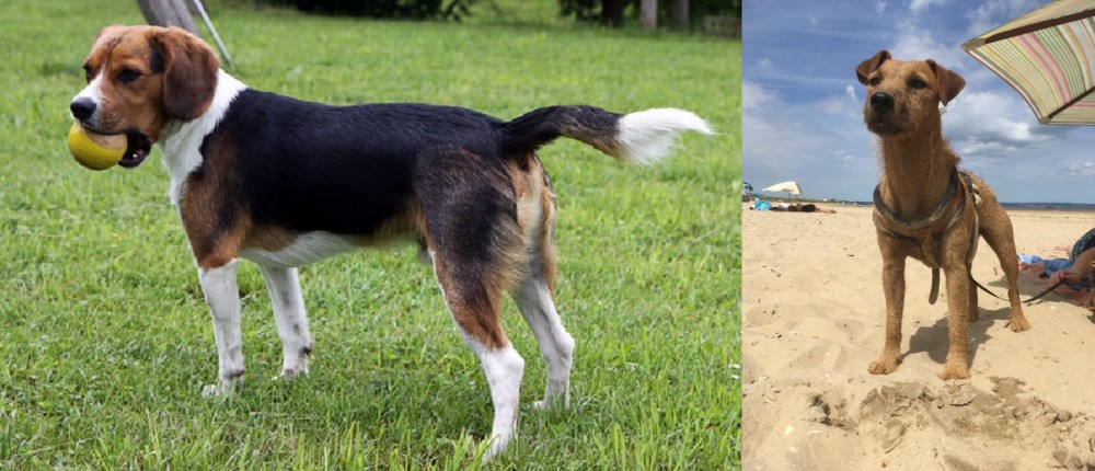 Fell Terrier vs Beaglier - Breed Comparison