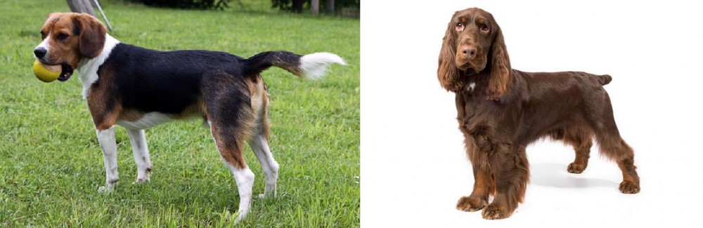Field Spaniel vs Beaglier - Breed Comparison