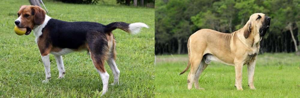 Fila Brasileiro vs Beaglier - Breed Comparison