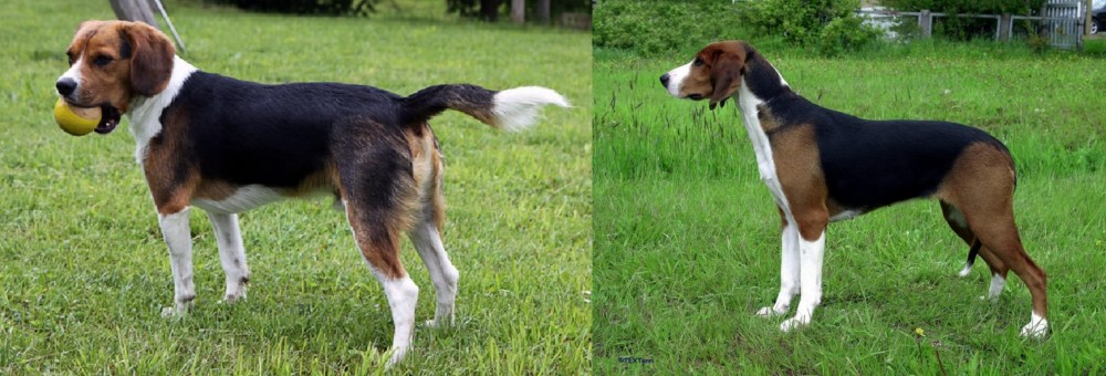 Finnish Hound vs Beaglier - Breed Comparison
