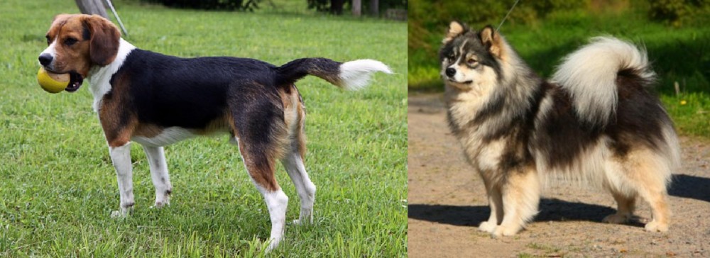 Finnish Lapphund vs Beaglier - Breed Comparison