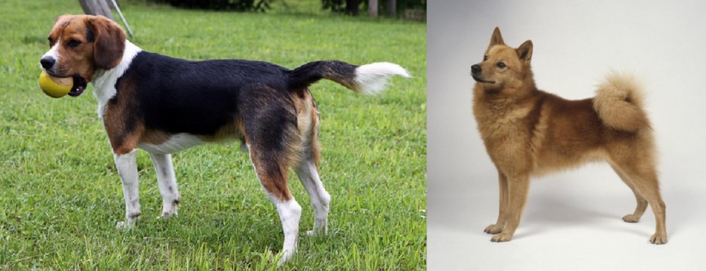 Finnish Spitz vs Beaglier - Breed Comparison