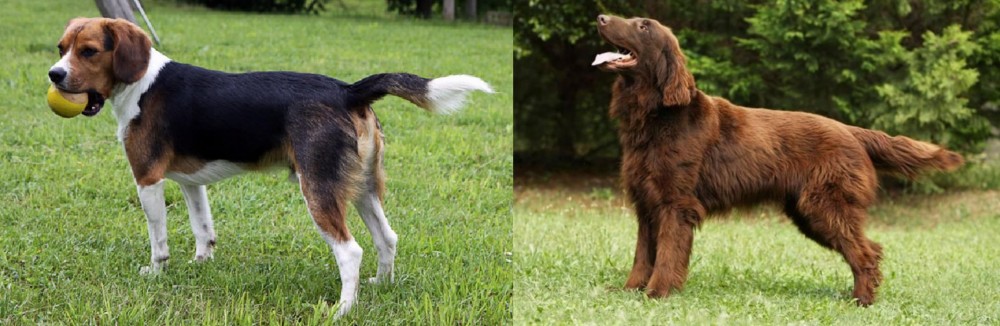 Flat-Coated Retriever vs Beaglier - Breed Comparison