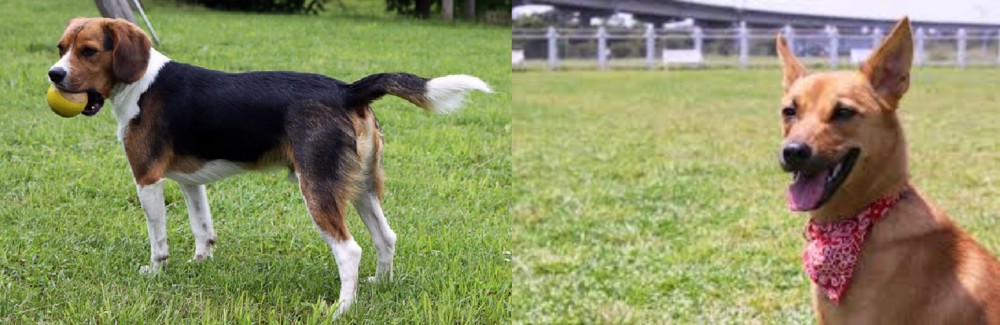 Formosan Mountain Dog vs Beaglier - Breed Comparison